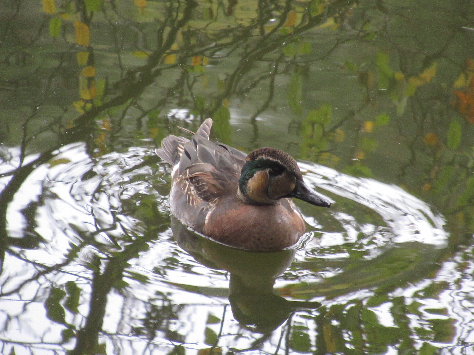 じゅん菜池 トモエガモがいた: ネイチャーフィーリング入門